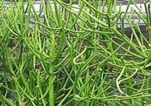 Điều trị viêm xoang bằng cây xương cá
