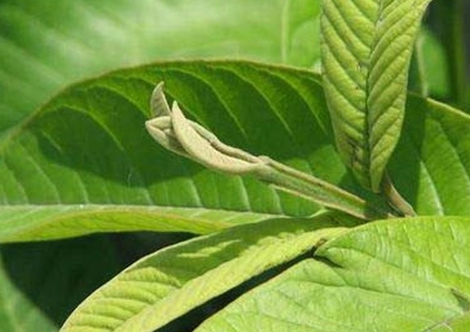 Bài thuốc dân gian trị nước ăn chân mùa mưa lũ