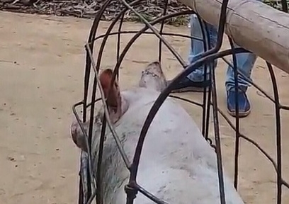 Chỉ 1 động tác nhỏ, thương lái 'ăn không' cả triệu đồng/con lợn của dân
