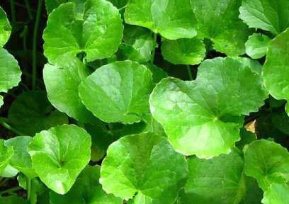3 công dụng trị mụn dưỡng da kỳ diệu của rau má