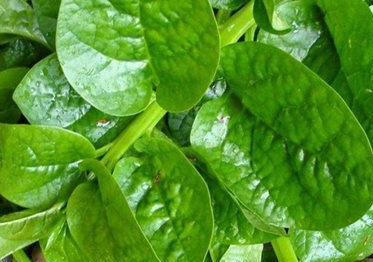 Những sai lầm nguy hiểm khi ăn rau mồng tơi mà ai cũng có thể mắc phải